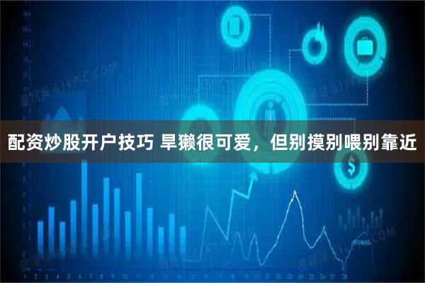 配资炒股开户技巧 旱獭很可爱，但别摸别喂别靠近